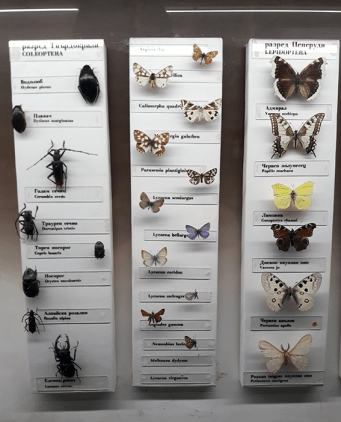 Fluturi_Plevna_Museum